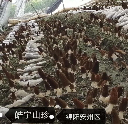 &#20048;&#40060;